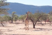05 Giraffenjungtier