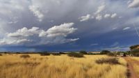 00005 Namibia - Kalahari - Nature Drive
