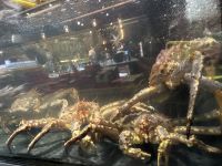 Riesenkrabben in der Markthalle in Bergen 