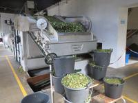 IMG_2242_Teeplantage Gorreana
