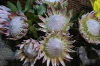 Königs-Protea