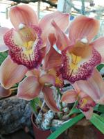 Im Orchideengarten