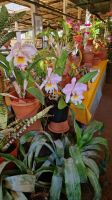 8-4_Orchideengarten Quinta da Boa Vista.jpg