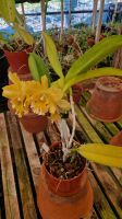 Orchideengarten Quinta da Boa Vista.jpg