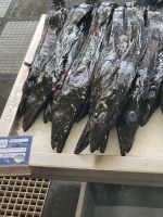 Degenfisch