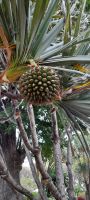 Der Pandanus-Baum