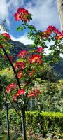 Im Rosengarten