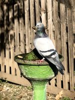 Durstige Taube im Freilichtmuseum