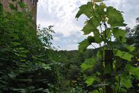 Anstoßen mit Blick auf den kleinen Weinhang der Burg Kriebstein.
