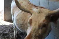 Southfork Ranch