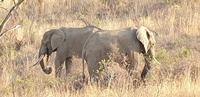 Pirschfahrt im Pilanesberg-Nationalpark, Südafrika