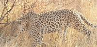 Pirschfahrt im Pilanesberg-Nationalpark, Südafrika