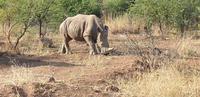 Pirschfahrt im Pilanesberg-Nationalpark, Südafrika