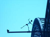 Unbekannter Künstler