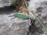 DSCN0708 Smaragdeidechse