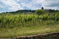 Fahrt duch die Weinberge