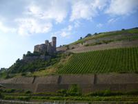 Weinanbaugebiet - Rießling