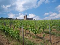 Fahrt durch die Weinberge