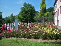 Im Rosengarten, Wertheim