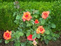 Blütenpracht im Rosengarten