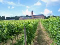 Fahrt durch die Weinberge an St. Hildegard vorbei