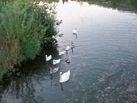Schwanenfamilie