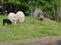 Tiere am Fluß (3)