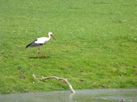 Achtung bissiger Storch!