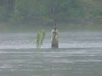 Morgenstimmung auf dem Rhein