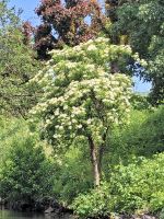 Bootsfahrt auf der Ill