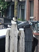 Grachten  von Amsterdam