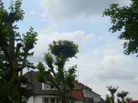 die Storchenallee in Strasbourg