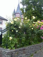 Rosenblüte in Rüdesheim