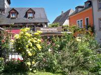 Rosenpracht in Rüdesheim