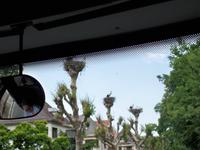 Überall Störche in Straßburg