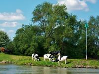 Auf dem Rhein