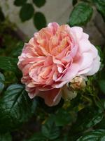 Blumenzauber