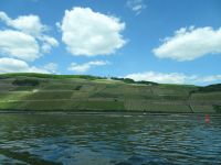 Weinberge am Rhein