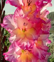 Herrliche Gladiolen am Kloster Sinaia