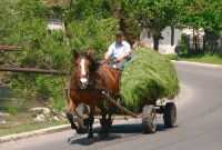 Hier gibt es sie noch - die Pferdewagen