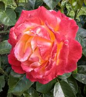 Rose im Klostergarten