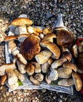 Am Straßenrand verkauft jemand Steinpilze