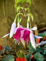 Fuchsien im Kloster Moldovita