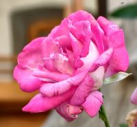 Rose im Garten der Wehrkirche Biertan