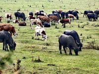 Wasserbüffel und Kühe in Bazna