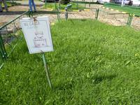 Bukarest: Bitte nicht den Rasen bügeln ;-)