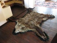 Der einzige Bär auf unserer Reise