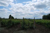 Olesesti - zu Haus bei Einheimischen