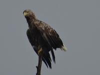 unterwegs im Donau-Delta