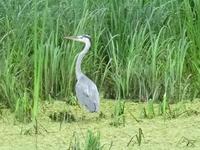 unterwegs im Donau-Delta